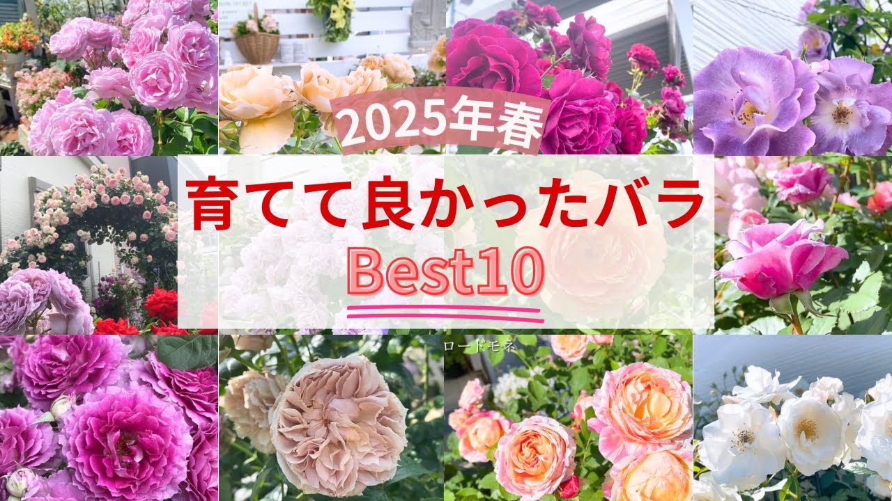【2025年】育てて良かったバラBest10🌹
