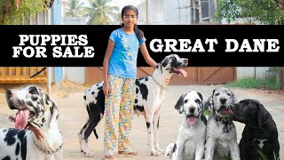 Great Dane Puppies for Sale |  Black Herlequin Merlequin Great Dane Available