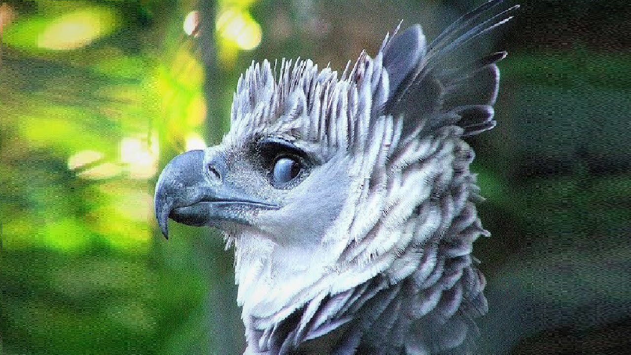 10 Razas de Águilas Más Hermosas del Mundo - YouTube