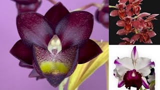 As mais belas orquídeas para você com o melhor preço!