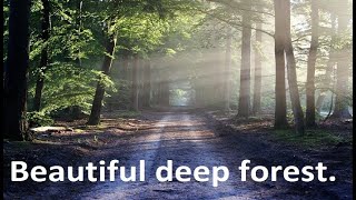 Beautiful deep forest, Anything means everything