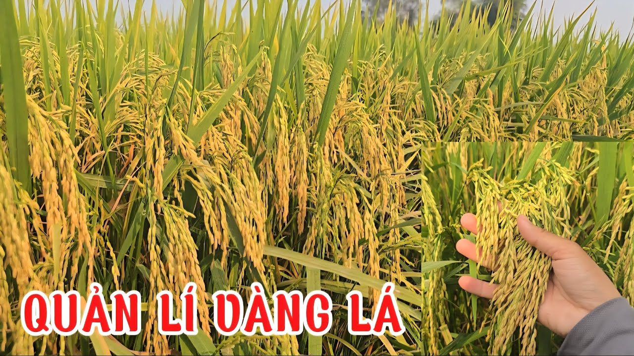 ĐÔNG XUÂN 2026-QUẢN LÍ VÀNG LÁ, GIỮ BỘ LÁ ĐÒNG XANH TỚI CẮT, VÔ GẠO CHẮC HẠT#quytrìnhifarm