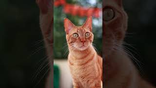 Orange Car with Big Eyes#cat #funnyvideo #cutecats