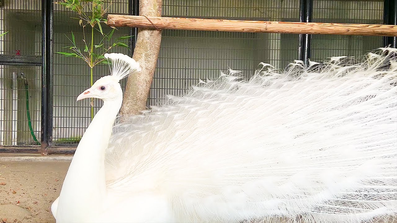 Белый павлин с распростертыми крыльями прекрасен! [Ухаживание за индийским павлином] Зоопарк