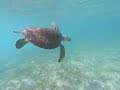 Behold the majestic sea turtle - USVI July 2019