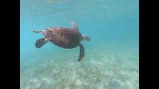Behold The Majestic Sea Turtle - Usvi July 2019
