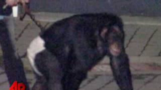 Screaming Chimp, Frantic Owner Heard on 911 Call