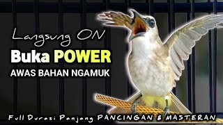 TRUCUKAN GACOR EMOSI || pancingan, masteran terbaik untuk trucuk dan burung lainya