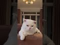 Leo điềm tĩnh #leo #cat #pet