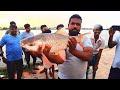 BIG Monster ROHU Fishing in Village Hook Fishing Technique | Amazing Rosy ROHU Fishing in Lake