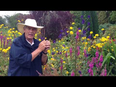 Video: Kas ir mūka kapuces augs: uzziniet informāciju par mūka kapuces kaktusu un kopšanu