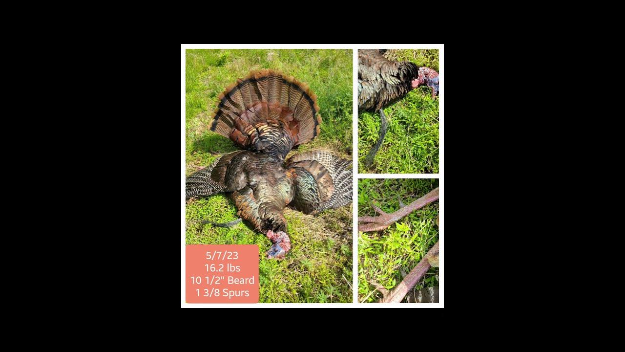 2023 Maryland Spring Turkey Season YouTube