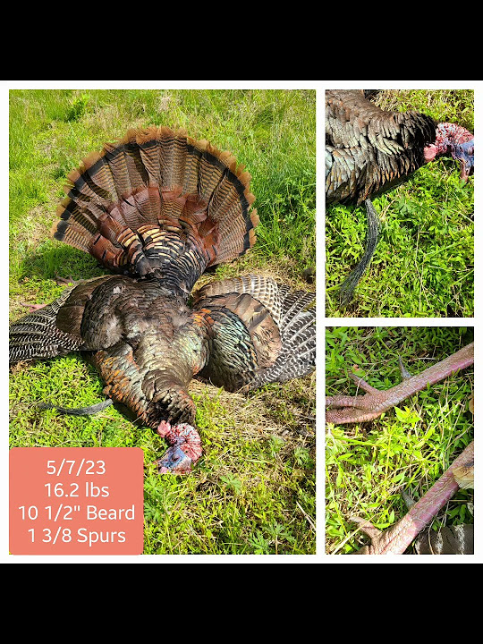 2023 Maryland Spring Turkey Season YouTube
