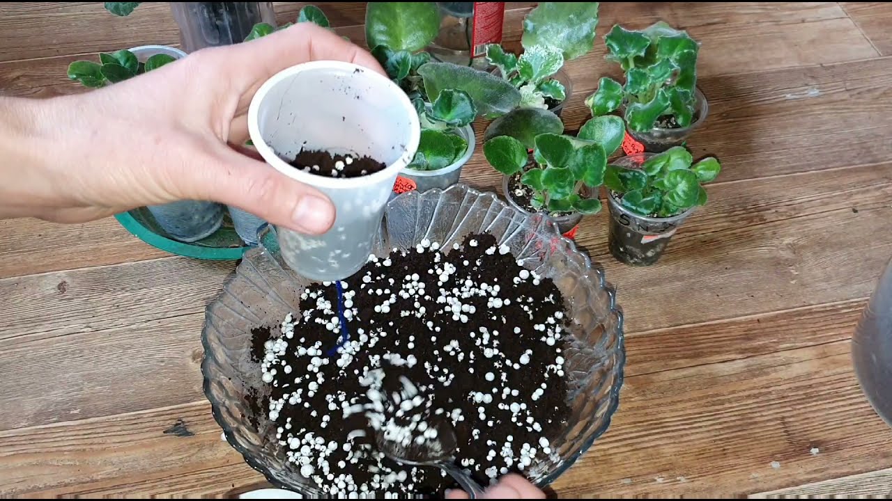 Menekşe BEBEĞİ yapraktan ayırmanın en doğru yolu✅ ihtiyacın olan her şey bu videoda😉