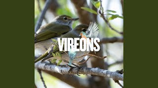 Sweet Birds (Instrumental)