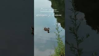 Планы на выходные: наблюдать за птицами в утреннем лесу 🕊️ #бердвотчинг #птицы #лес