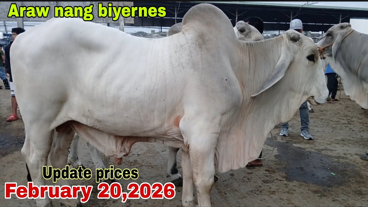 Dagsa ang mga bakang pangganadurin na may kalidad