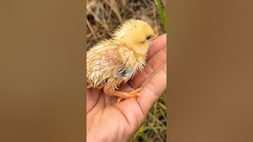 Gà con bị lạc mẹ ( phần 2 ) | Quốc Qui #shorts