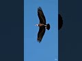 vulture urubu #animals #nature