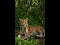 Ya estaba ahí… y no lo viste 😳🐆 #shorts #animales #viral