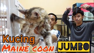 Update harga adopsi Kucing maine coon