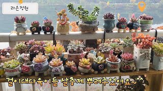 23.11.02  어젯밤에 살충제 뿌려주었어요 다육 다육식물 succulent korean succulent plants