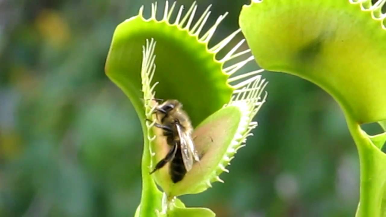 Venus flytrap eating a bee - YouTube.