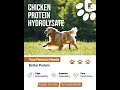 Why Chicken Protein Hydrolysate Is Changing Pet Food Formulation | B2B Pet Nutrition