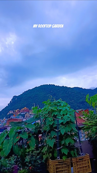 My rooftop garden glimpses  #youtubeshorts #virolshort #youtube #garden