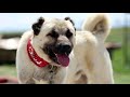 كل ما تريد معرفته عن كلب الكانجال التركي Turkish Kangal Dog #7