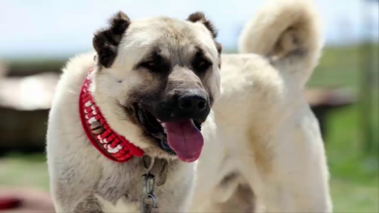 turkish-kangal-dog-7-youtube