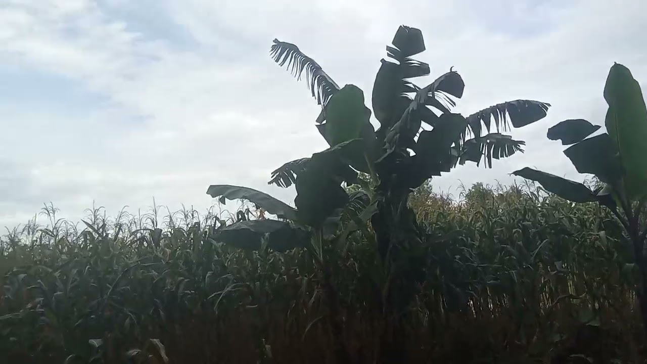 Rutinitas hidup di hutan