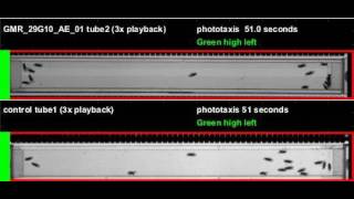 GMR_29G10_AE_01_shi_Orion_20120510T135951 phototaxis (seq4)