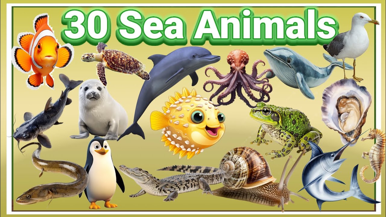 30 🐟🪸🌊Sea Animals Name for kids | Learn Ocean Animals in English ...