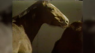 IR Archive - 1978 | The Reporters: Wild Horses Herded by Helicopter | Idaho Reports