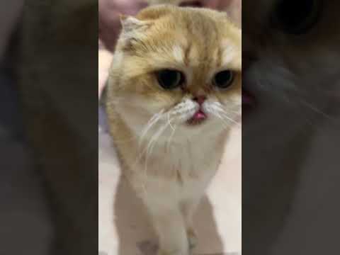 Чем занимаются папа и мама