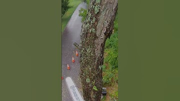Walnut removal #tree #arborist #chainsaw