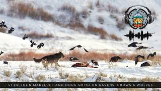 John Marzluff and Doug Smith on Ravens, Crows, and Wolves Wealth