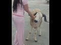 جديد دبكات خاروف عيال العلو 2017