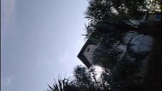 suara panggil walet durasi pendek tapi respon mannntap