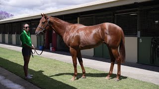 Lot 143 Written By x A Quiet Shandy colt  Nolen Racing