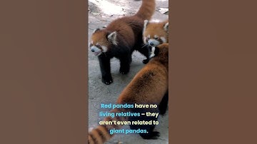 Red Pandas don