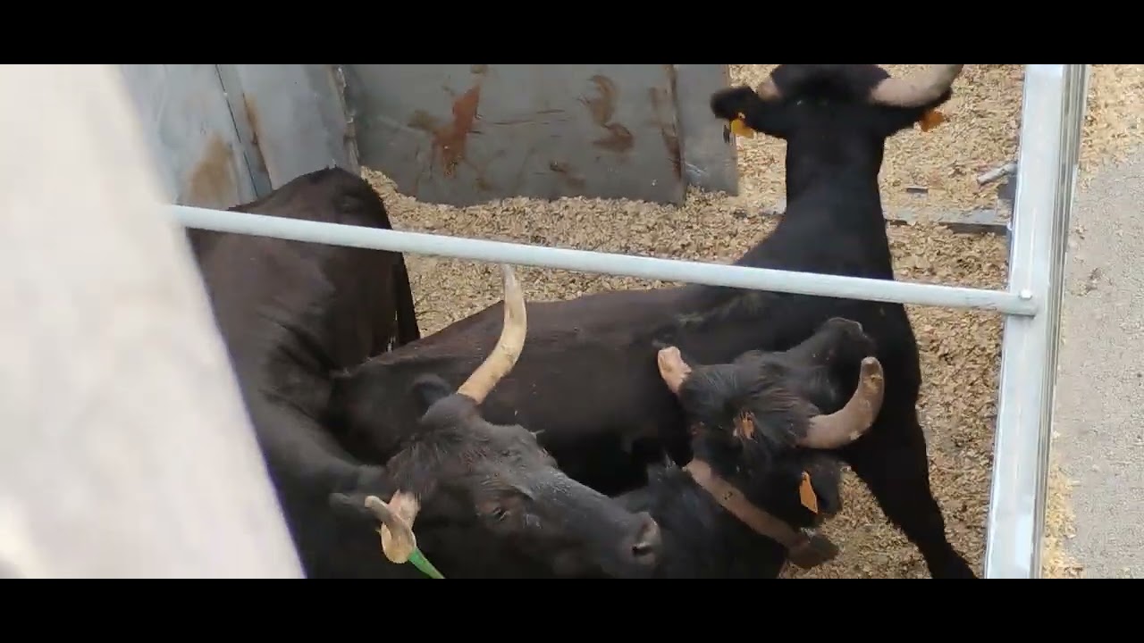 Descarga de ganado bravo ganadería coves pedreguer alicante 