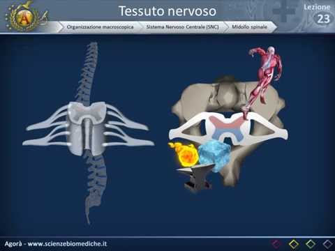 Istologia 23 - Nervoso (parte 3)