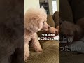 尋常じゃないぐらいビックリするトイプードル #トイプードル #toypoodle #dog