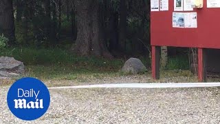 Crafty squirrel steals toilet paper, takes off into the woods - Daily Mail