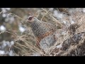 The Pheasants of Pangot, India - Kalij, Koklass and Cheer Pheasants filmed near Pangot in March 2019