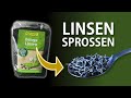 Linsen keimen lassen  anleitung linsensprossen im keimglas ziehen  linsenkeimlinge