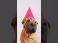 #cutedog #dogsofinstagram #dog #puppy #dogs #dogoftheday #doglover #doglife #instadog #dogstagram #