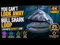 🦈 Bull Shark Stare Loop 🌀 YOU CAN’T LOOK AWAY 👁️ 4K Ocean Hypnosis